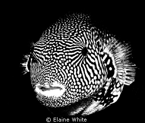 Puffer fish converted to black & white in Lighgtroom.
La... by Elaine White 